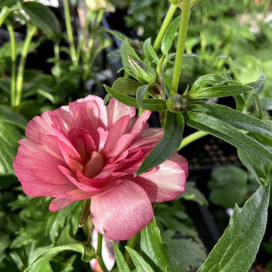 開花見込み株 ラナンキュラス ラックス リキュアの苗 5号鉢 冷蔵処理