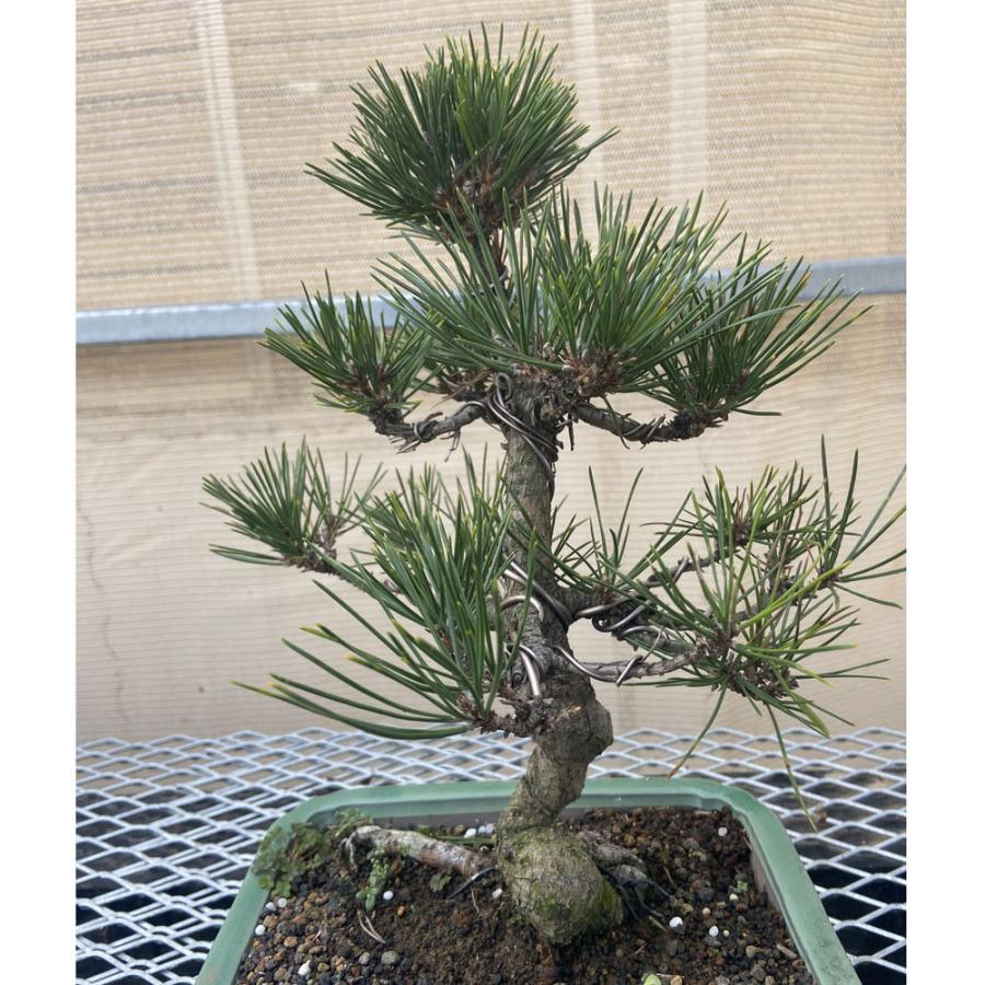 現品】松盆栽 黒松（クロマツ）7号 長角浅鉢 : 植物・園芸専門店 花育