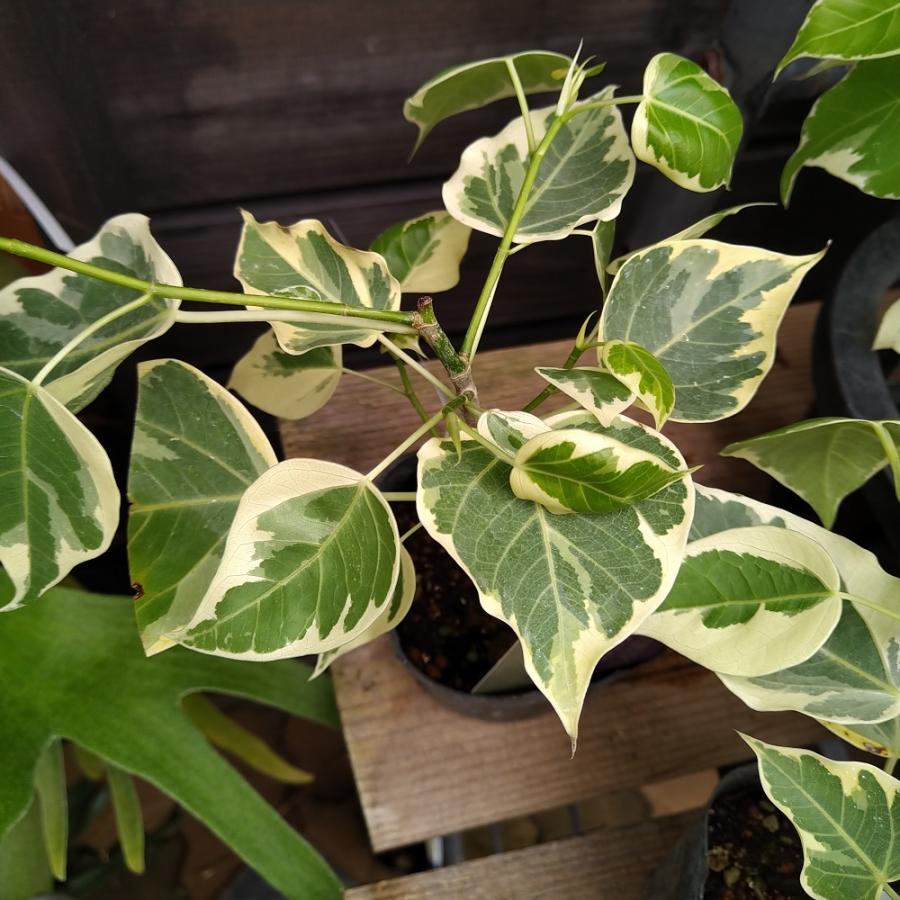 フィカス ルンフィー 斑入り 9cmポット 苗 ゴムノキ 観葉植物 : 植物