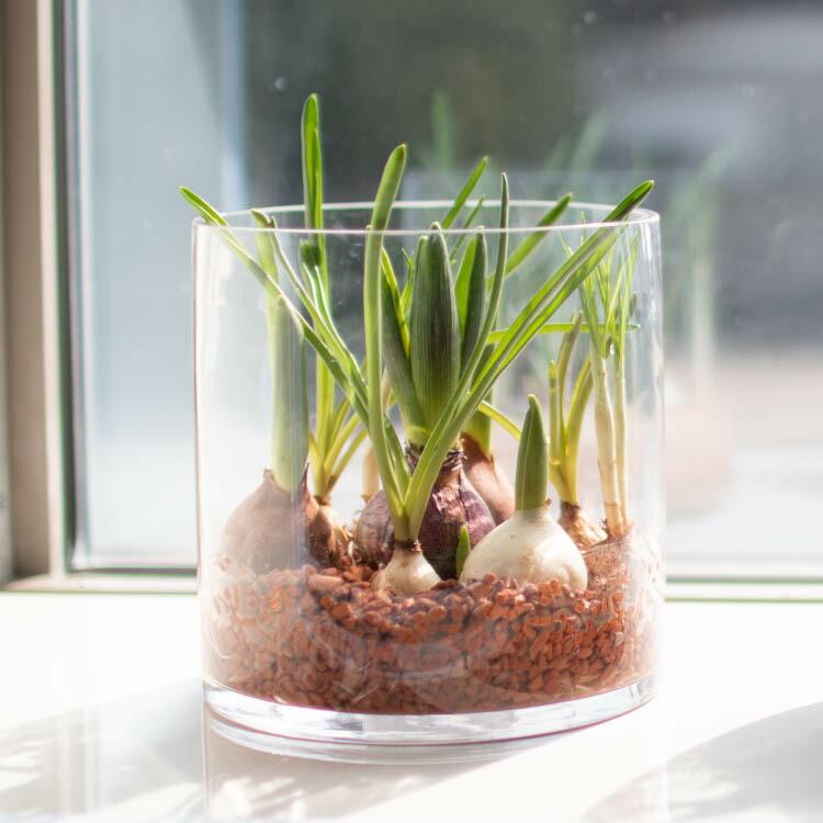 水耕栽培キット 芽出し球根おまかせmix ガラス付き「ラウンド グラス