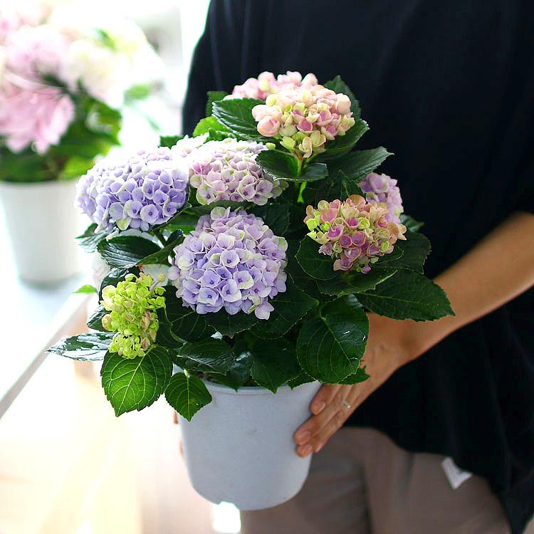 秋色アジサイ マジカル レボリューション レインボー] 5号鉢