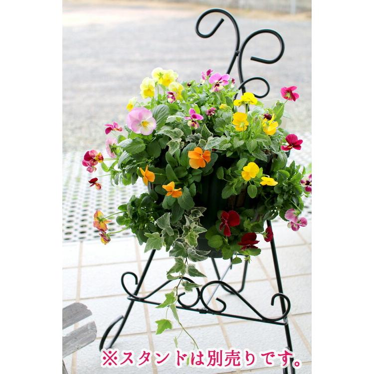 パンジー/ビオラのハンギングバスケット 花うるる 寄せ植え [おまかせ