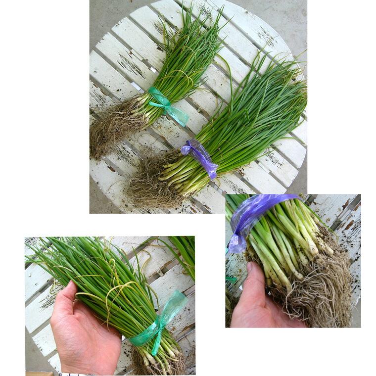 12月12日(金)が今期最終発送】玉ねぎ 苗 100本＼10月末から発送／(中生