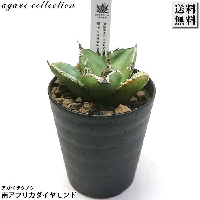 アガベ チタノタ 南アフリカダイヤモンド 3号プラ鉢 Agave titanota