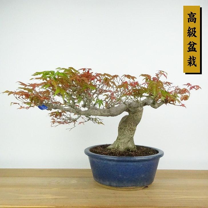盆栽 紅葉 樹高 約23cm もみじ 高級盆栽 Acer palmatum モミジ カエデ