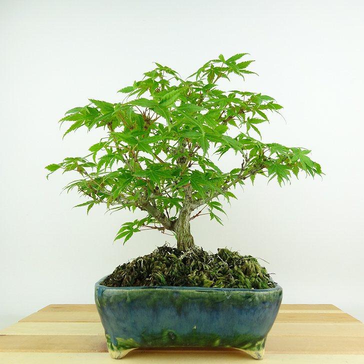 盆栽 紅葉 樹高 約23cm もみじ Acer palmatum モミジ カエデ科 落葉樹