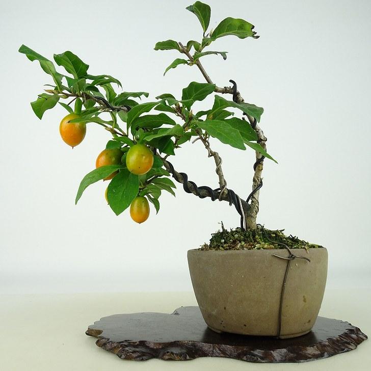 盆栽 老爺柿 樹高 約15cm ろうやがき Diospyros rhombifolia