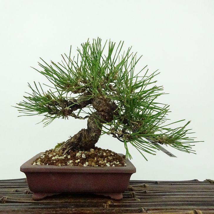 盆栽 松 赤松 樹高 約14cm あかまつ Pinus densiflora アカマツ red