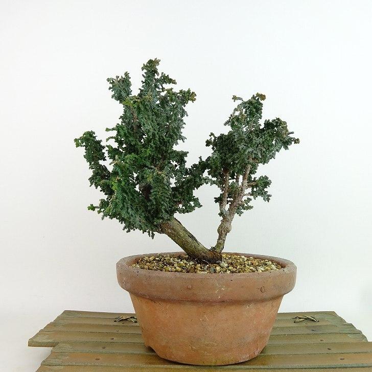 盆栽 桧 石化桧 樹高 約18cm せっかひのき Chamaecyparis obtusa