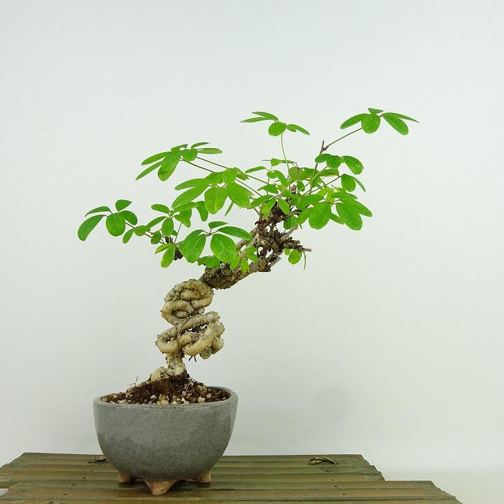 盆栽 木通 樹高 約21cm あけび Akebia quinata アケビ 根上り つる性