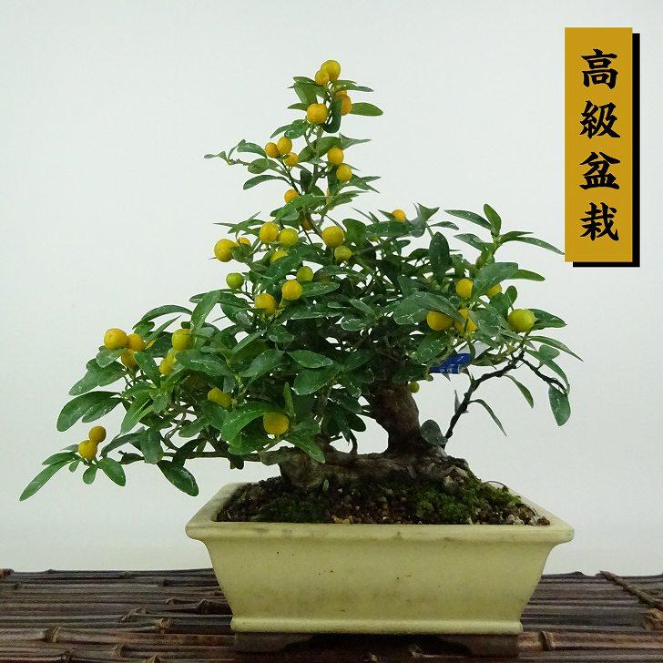 盆栽 金豆 樹高 約22cm きんず 高級盆栽 Fortunella hindsii キンズ