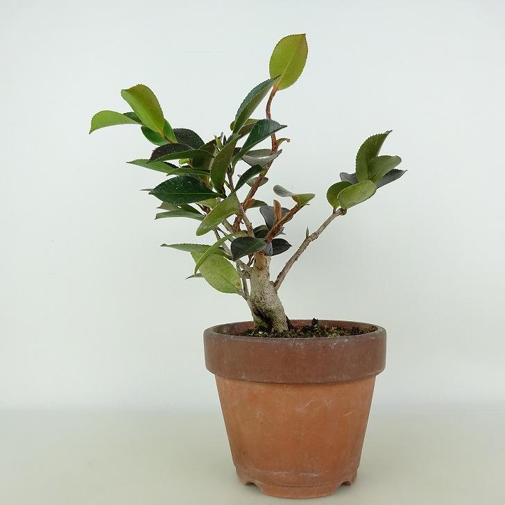 盆栽 山茶花 樹高 約21cm さざんか Camellia sasanqua サザンカ ツバキ
