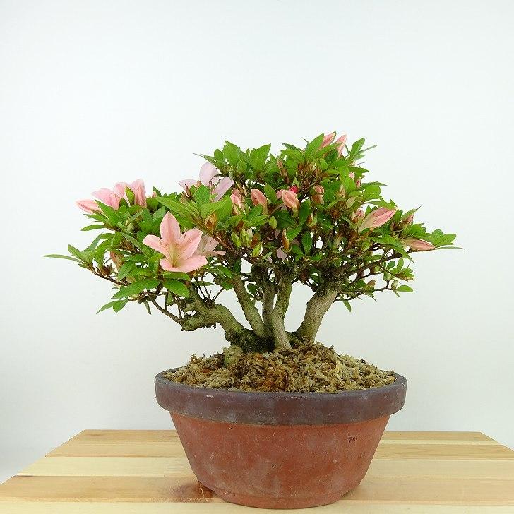 盆栽 皐月 日光 樹高 約19cm さつき Rhododendron indicum サツキ