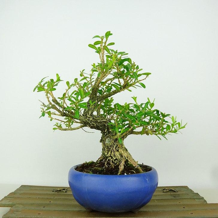 盆栽 台湾黄楊 樹高 約16cm たいわんつげ タイワンツゲ 柘植 ツゲ科