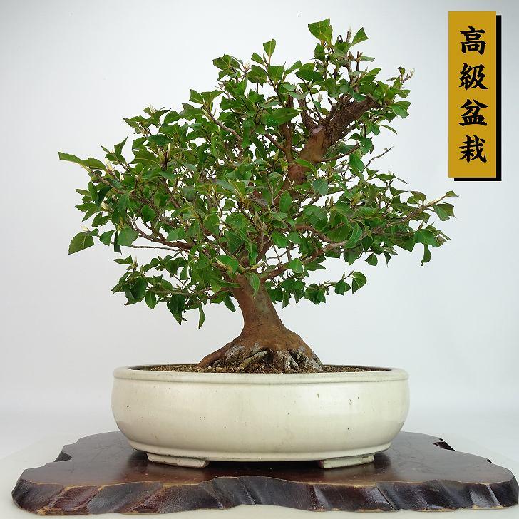 盆栽 姫沙羅 樹高 約33cm ひめしゃら 高級盆栽 Stewartia monadelpha