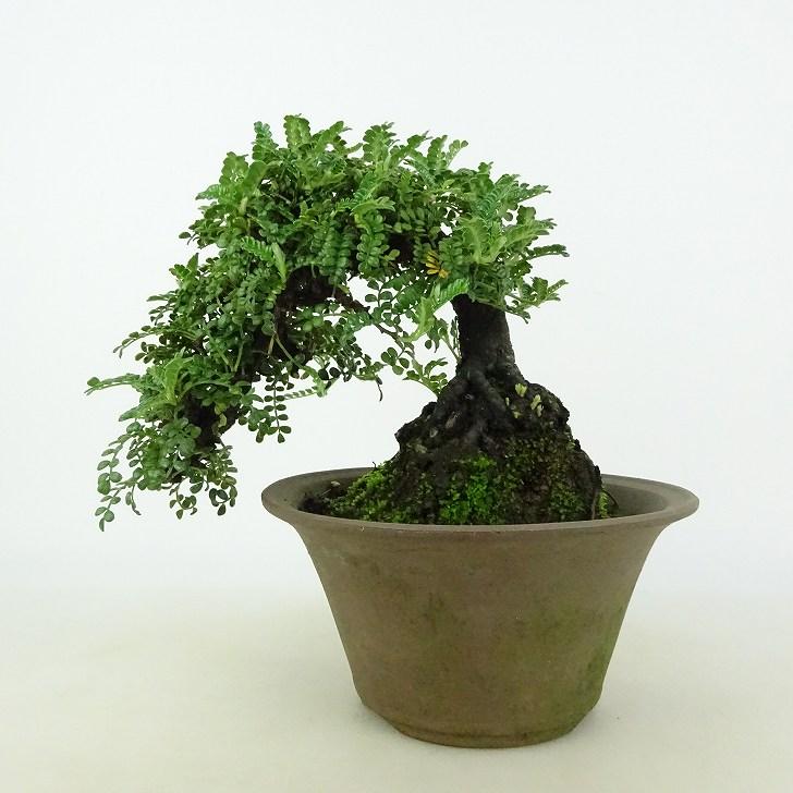 盆栽 磯山椒 樹高 約13〜14cm いそざんしょう イソザンショウ バラ科