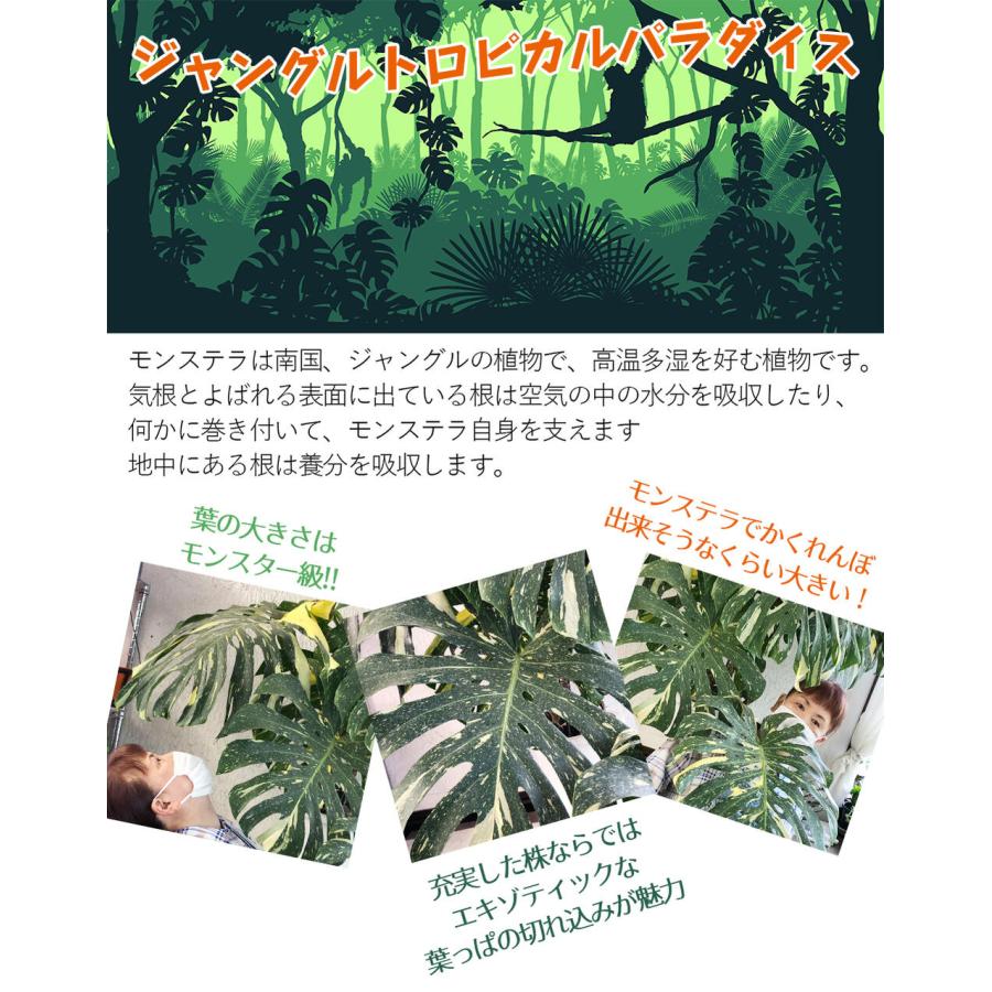 観葉植物 珍しい 斑入り モンステラ 1鉢 10号 お取り寄せ Monstera