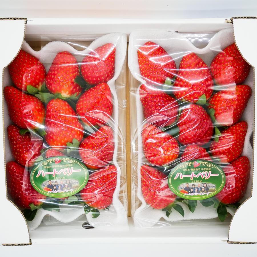 完熟とちおとめ DX（デラックス） 350g 2パック 栃木県産 いちご