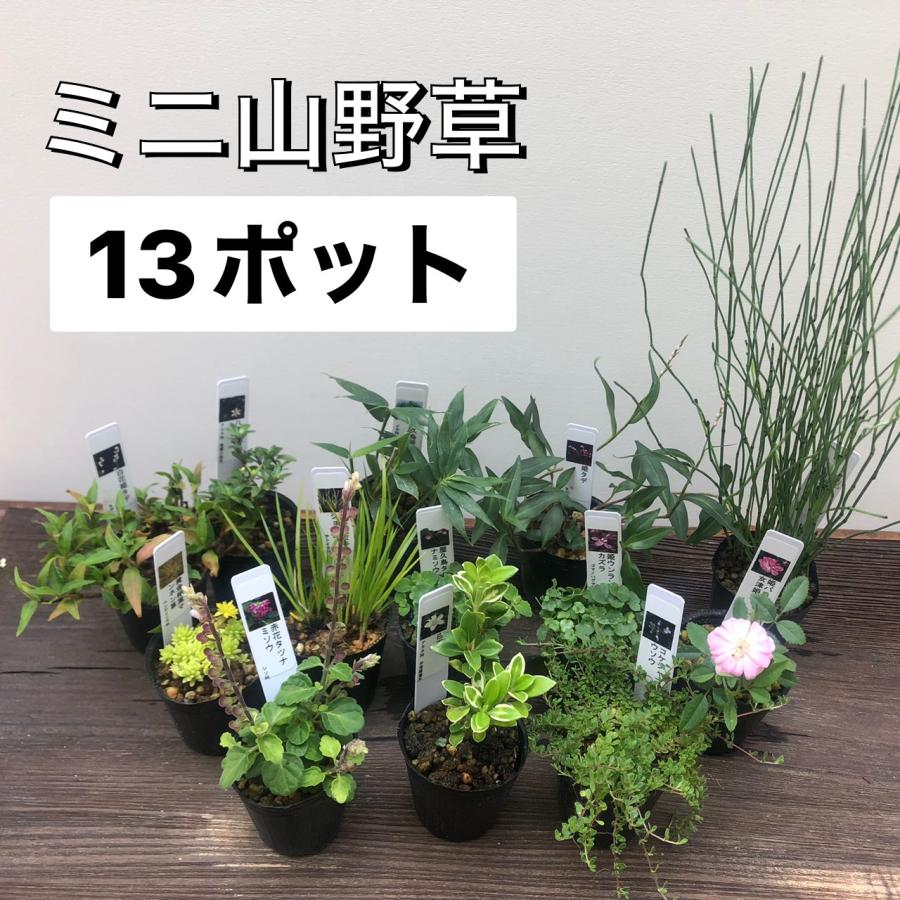 山野草 13ポットセット ミニ 苗 おまかせ 苔テラリウム 和風 盆栽 寄せ