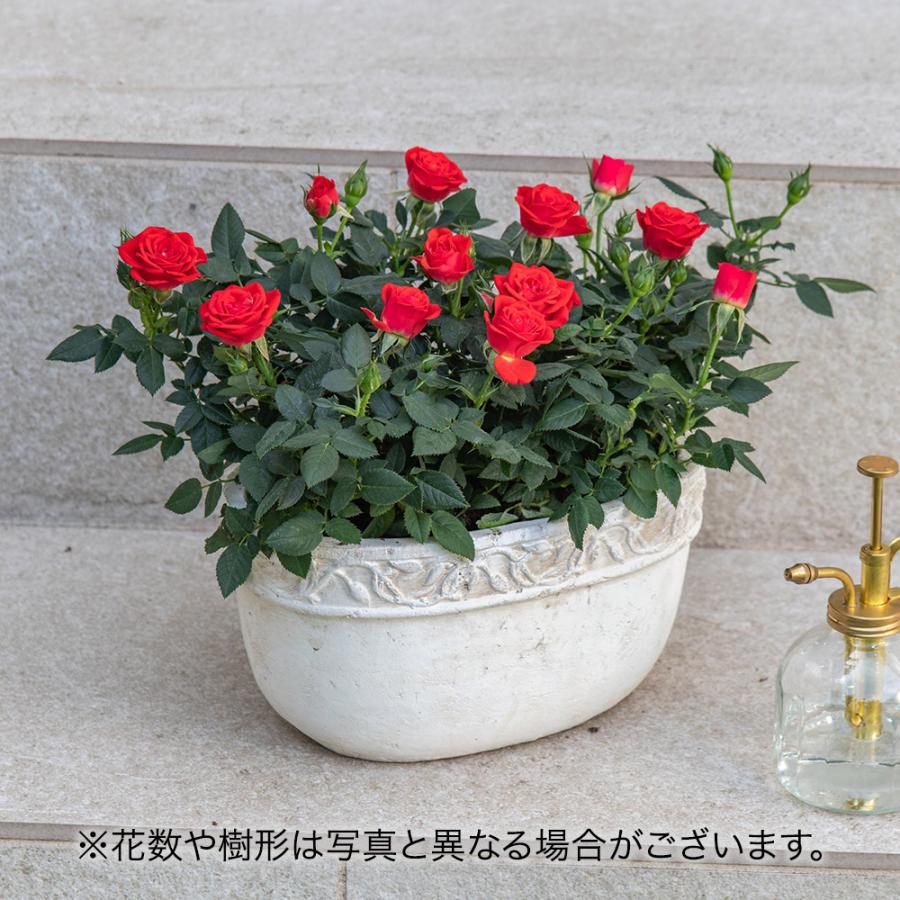 日比谷花壇（HIBIYA-KADAN） 日比谷花壇公式 花鉢 ギフト バラ