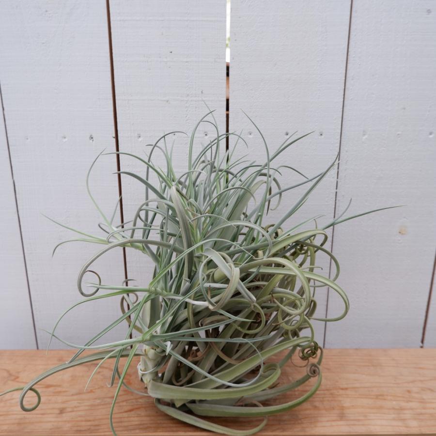 エアプランツ ティランジア チランジア・ドゥラティー 現品 室内 育て