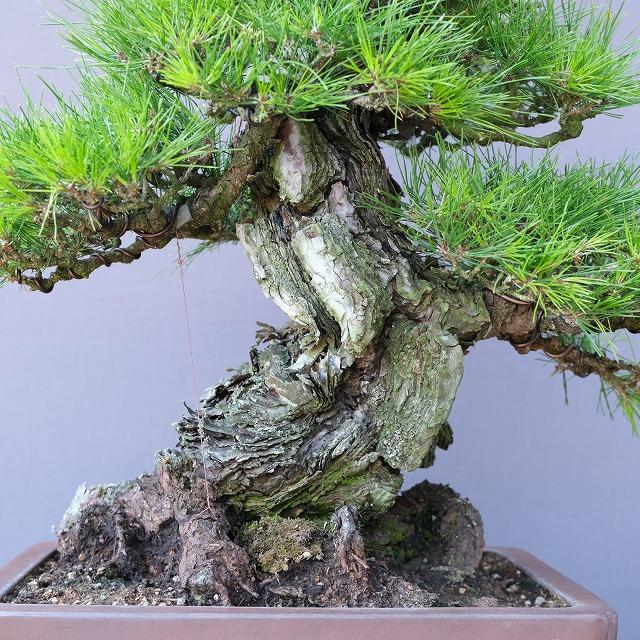 株）一樹園 山採り岩石性赤松 中品盆栽／樹齢300年 : 一樹園 - 通販