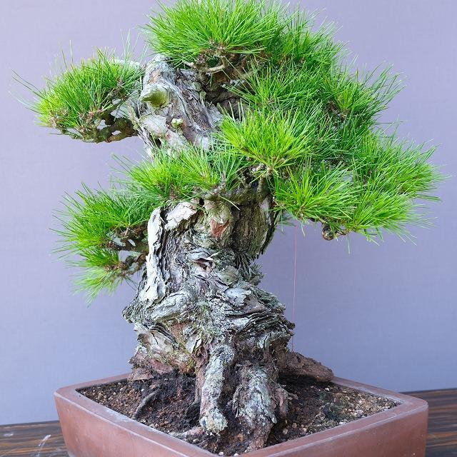 株）一樹園 山採り岩石性赤松 中品盆栽／樹齢300年 : 一樹園 - 通販