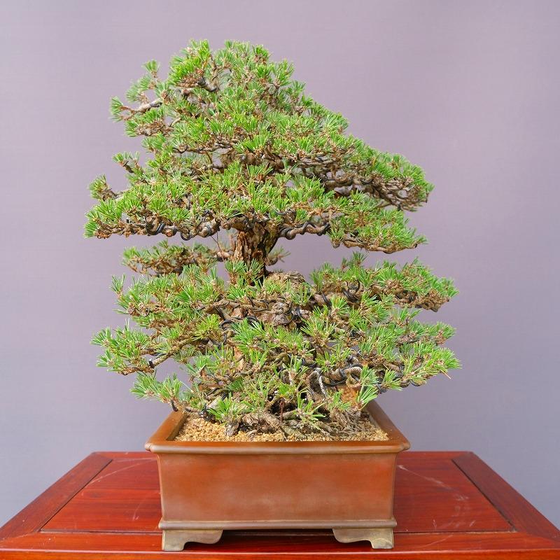 株）一樹園 寿松 大品盆栽／樹齢70年 : 一樹園 - 通販 - Yahoo
