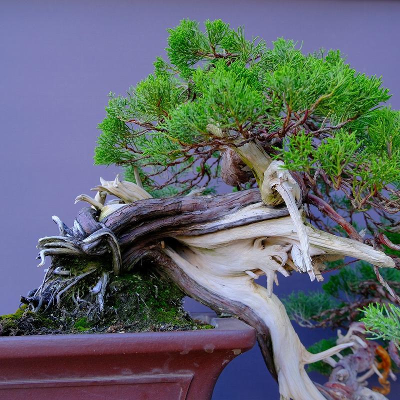 株）一樹園 山採り真柏（山秋鉢） 中品盆栽／樹齢100年 : 一樹園