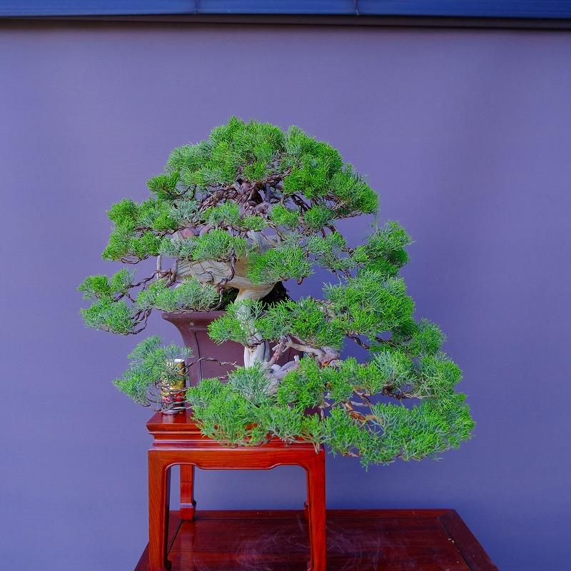 株）一樹園 山採り真柏（山秋鉢） 中品盆栽／樹齢100年 : 一樹園