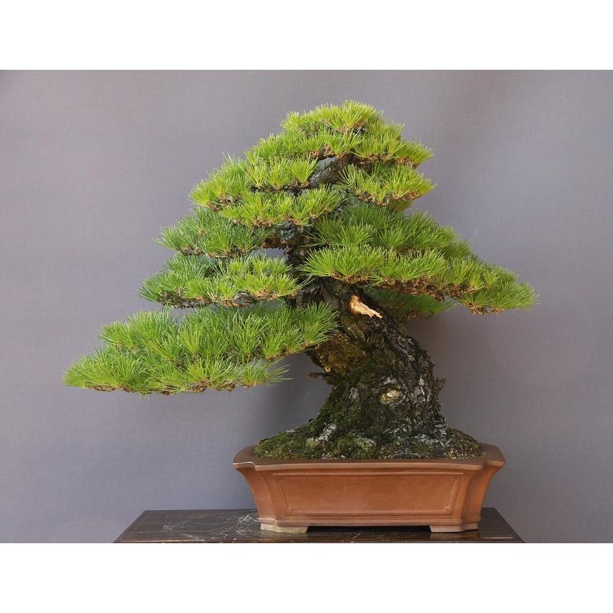 株）一樹園 山採り黒松 大品盆栽／樹齢100年 : 一樹園 - 通販