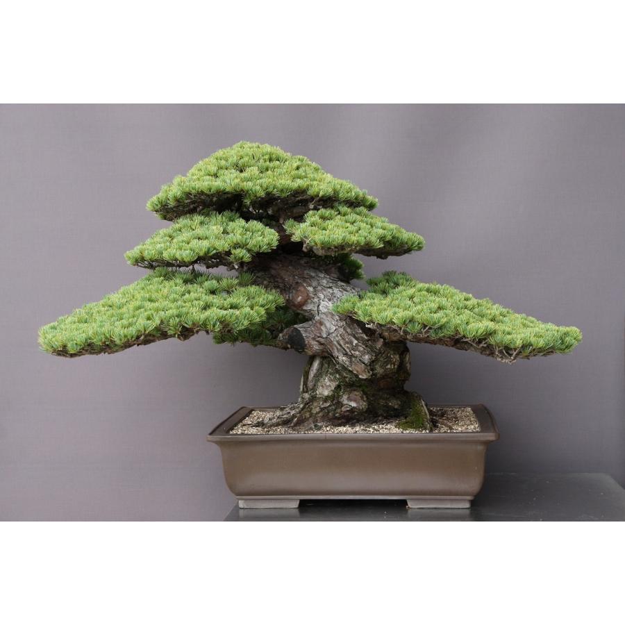 株）一樹園 宮島五葉松 大品盆栽／樹齢100年 : 一樹園 - 通販