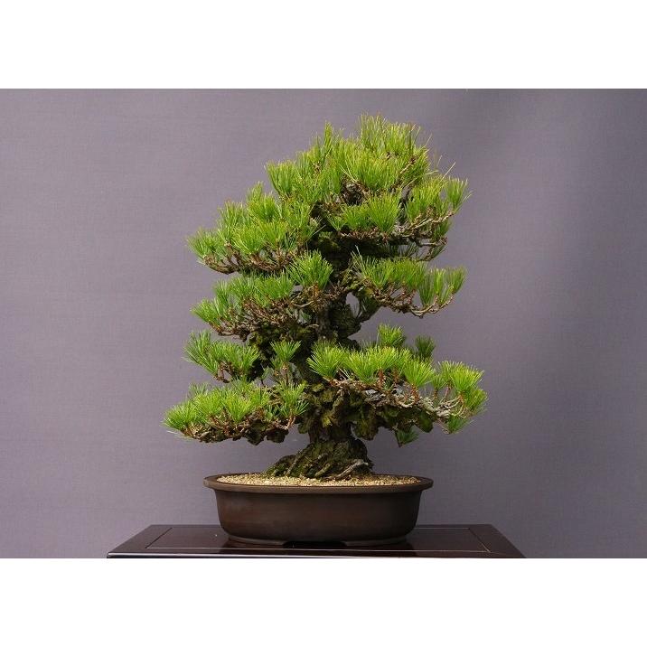 株）一樹園 錦松 大品盆栽／樹齢60年 : 一樹園 - 通販 - Yahoo