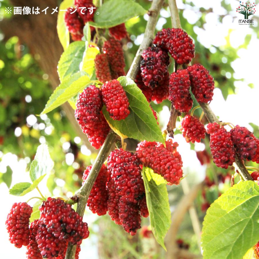 ITANSE マルベリー(桑の木) 鈴なりマルベリー 果樹の苗 12cmポット 2