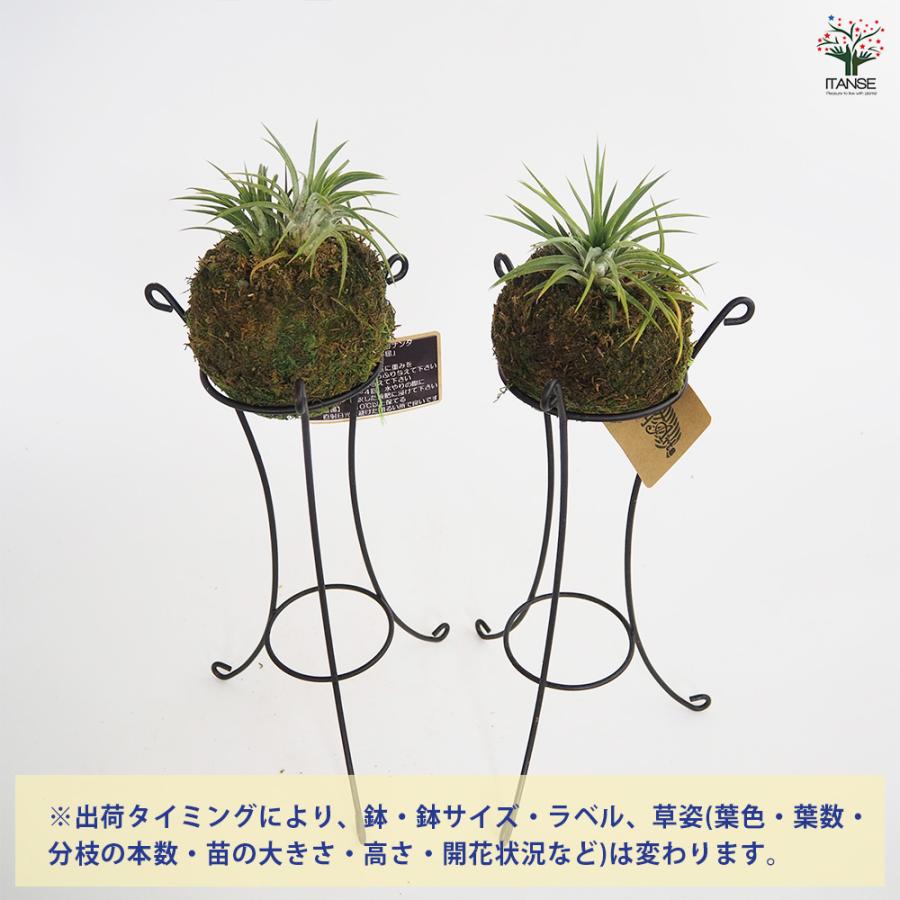 チランジア イオナンタ 苔玉スタンド エアプランツ /1個売り