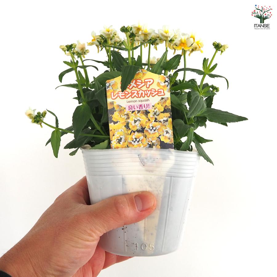 宿根ネメシア レモンスカッシュ 花苗 3.5号/1個売り ネメシア属