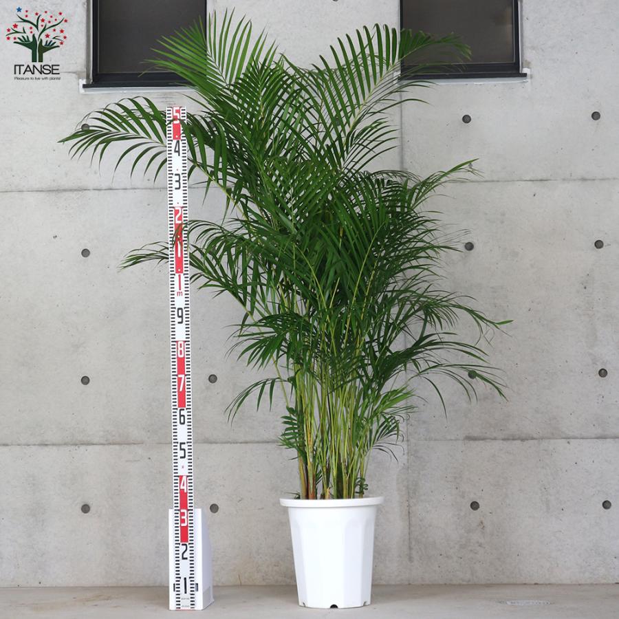 ITANSE アレカヤシ 10号大鉢:尺鉢大型・リビングやオフィス向きサイズ