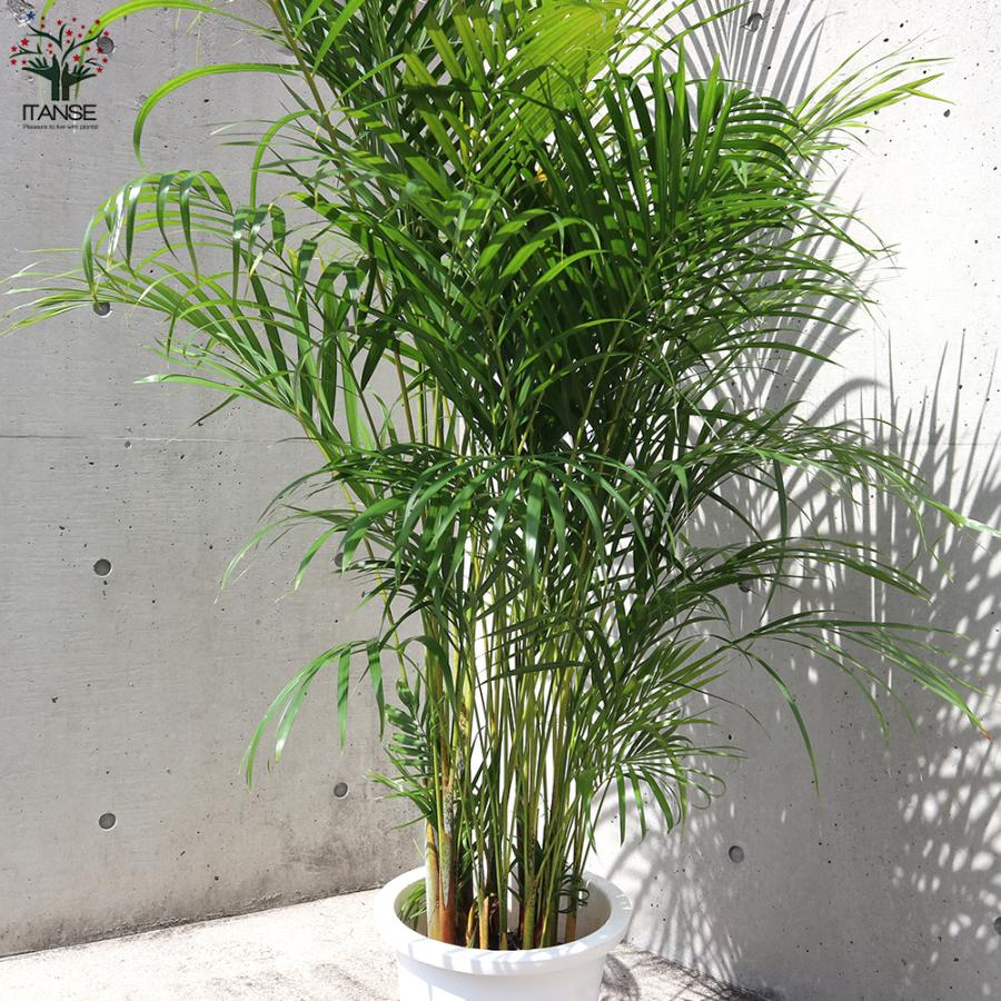 ITANSE アレカヤシ 10号大鉢:尺鉢大型・リビングやオフィス向きサイズ