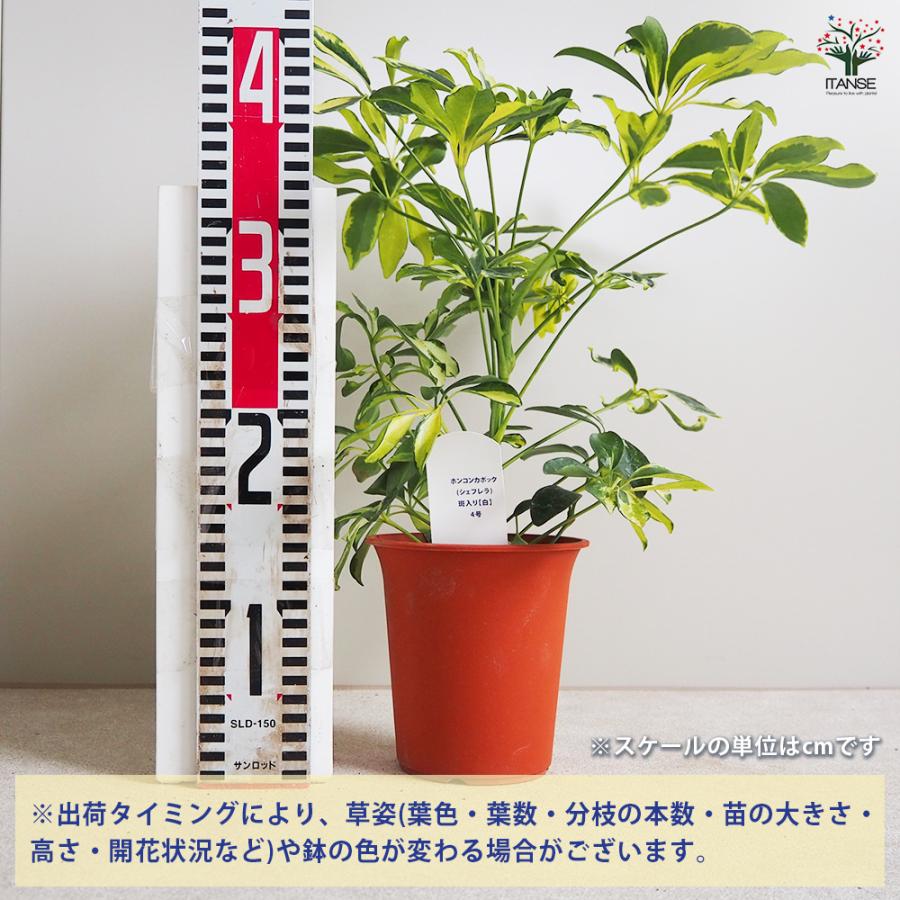 ITANSE ホンコンカポック(シェフレラ) 斑入り【白】 観葉植物 4号鉢/1