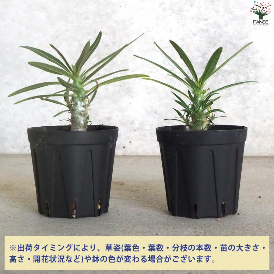 ITANSE パキポディウム グラキリス 多肉植物 2号鉢/1個売り 塊根植物