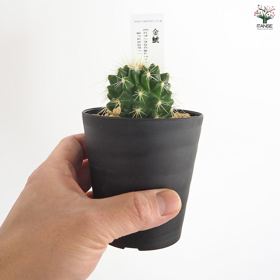 サボテン 金鯱(キンシャチ) 多肉植物 2.5号/お買い得2個セット