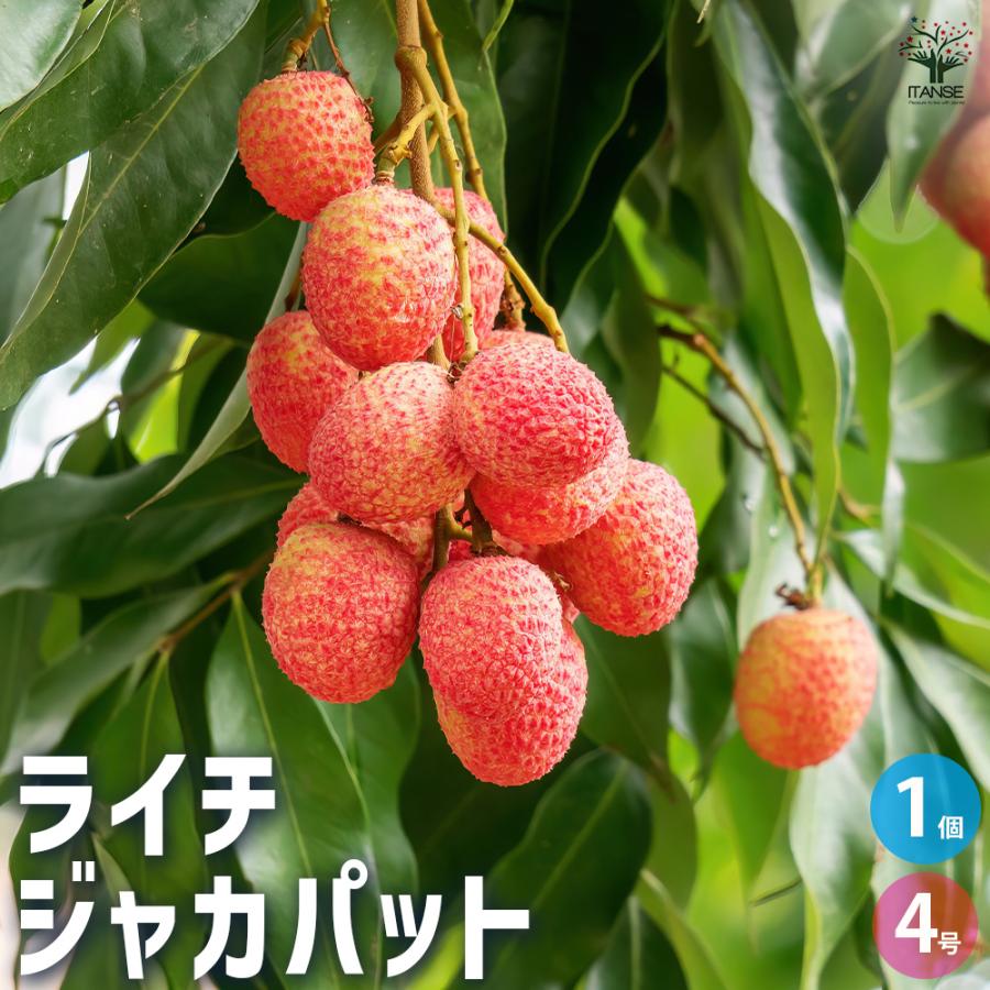 ライチ ジャカパット 果樹の苗木 4号/1個売り 茘枝 レイシ 果樹の苗 ら