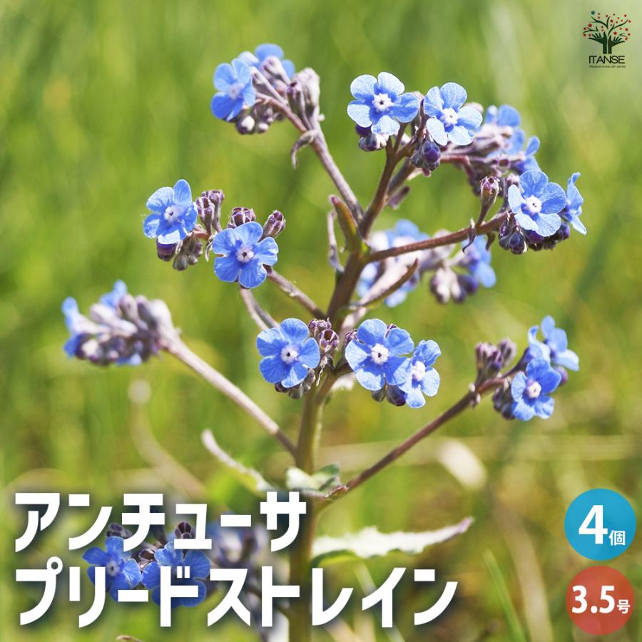 アンチューサ プリードストレイン 花苗 3.5号/お買い得4個セットレプト