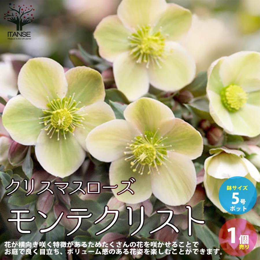 ITANSE クリスマスローズ モンテクリスト 花苗 5号ポット苗 1個売り