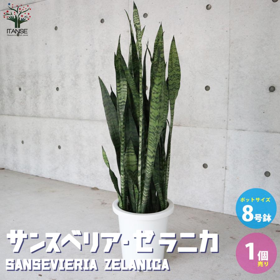 ITANSE サンスベリア・ゼラニカ 観葉植物 大型8号鉢・リビングや