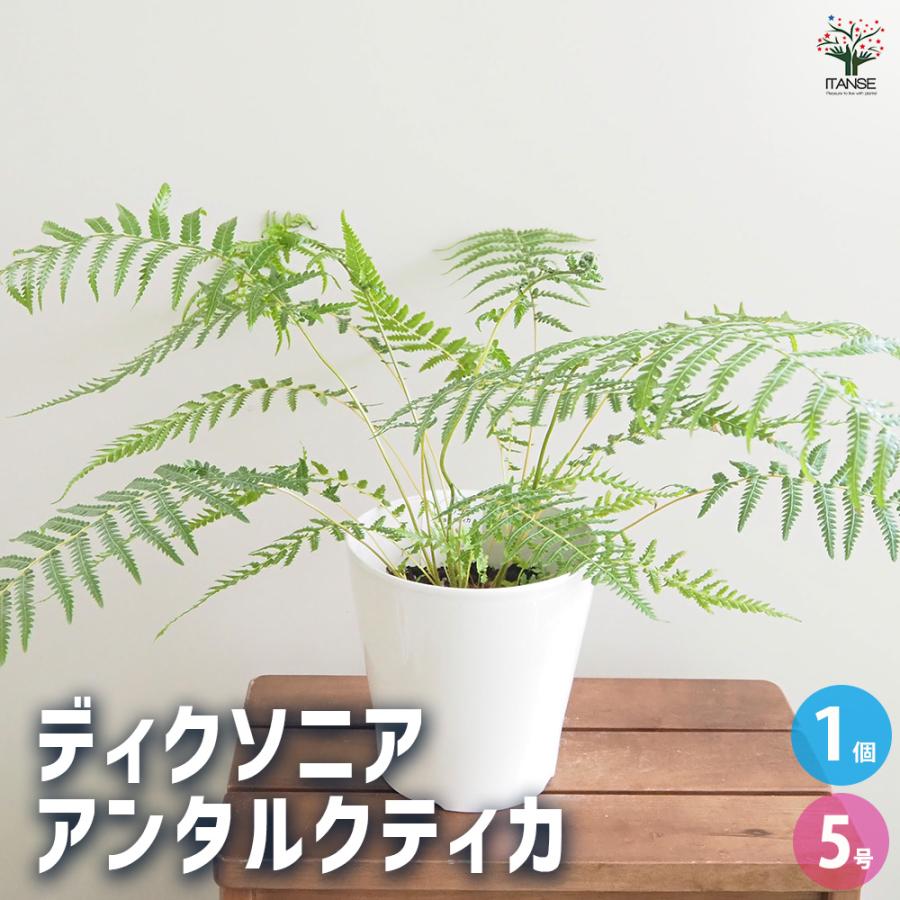 ディクソニア アンタルクティカ 観葉植物 5号/1個売り 木性 シダ植物