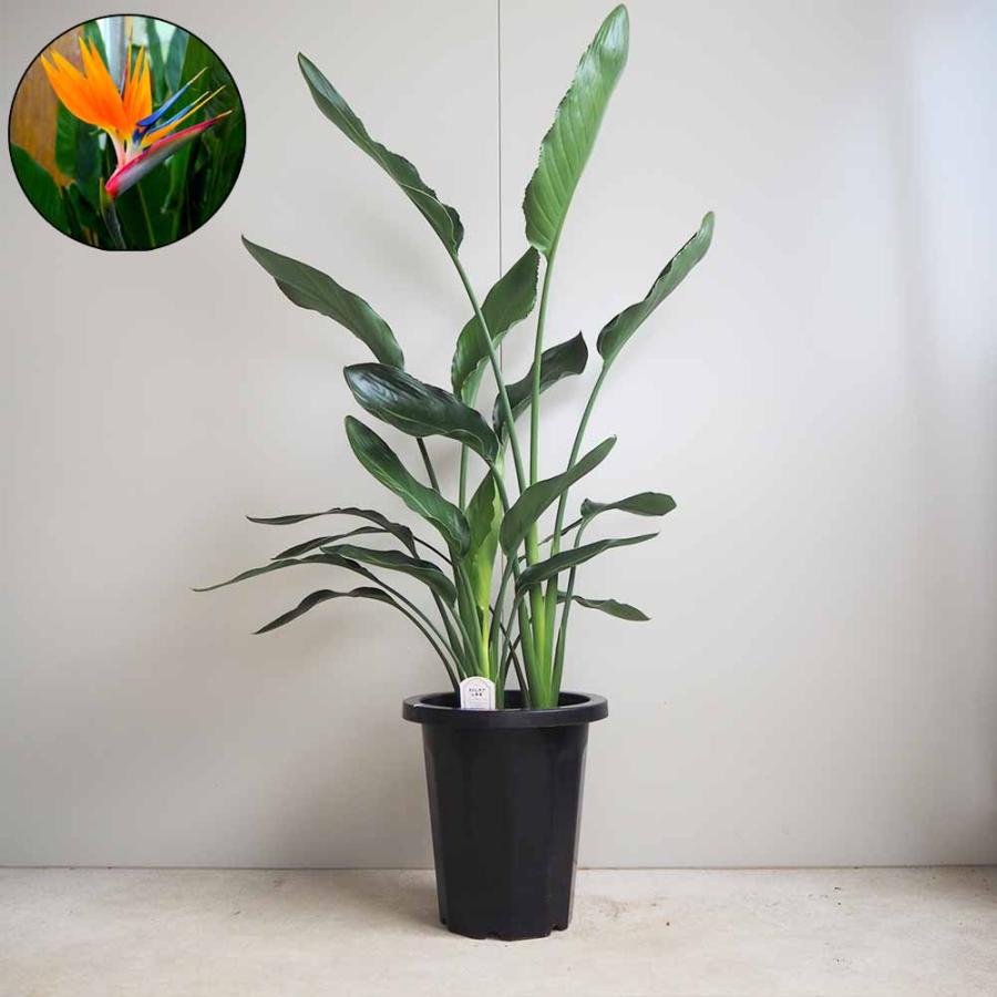 ストレリチア レギネ(極楽鳥花) 【観葉植物 8号鉢／1個売り