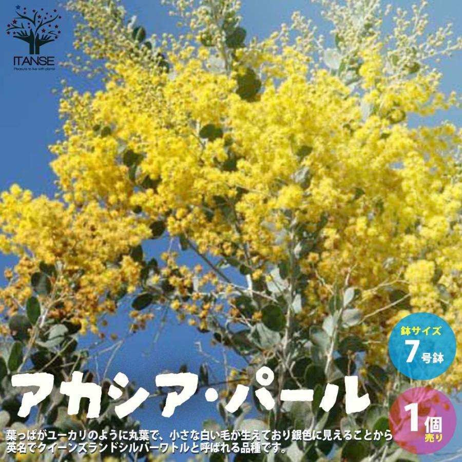 アカシア・パール【庭木 7号鉢／1個売り】 : shopooo by GMO - 通販