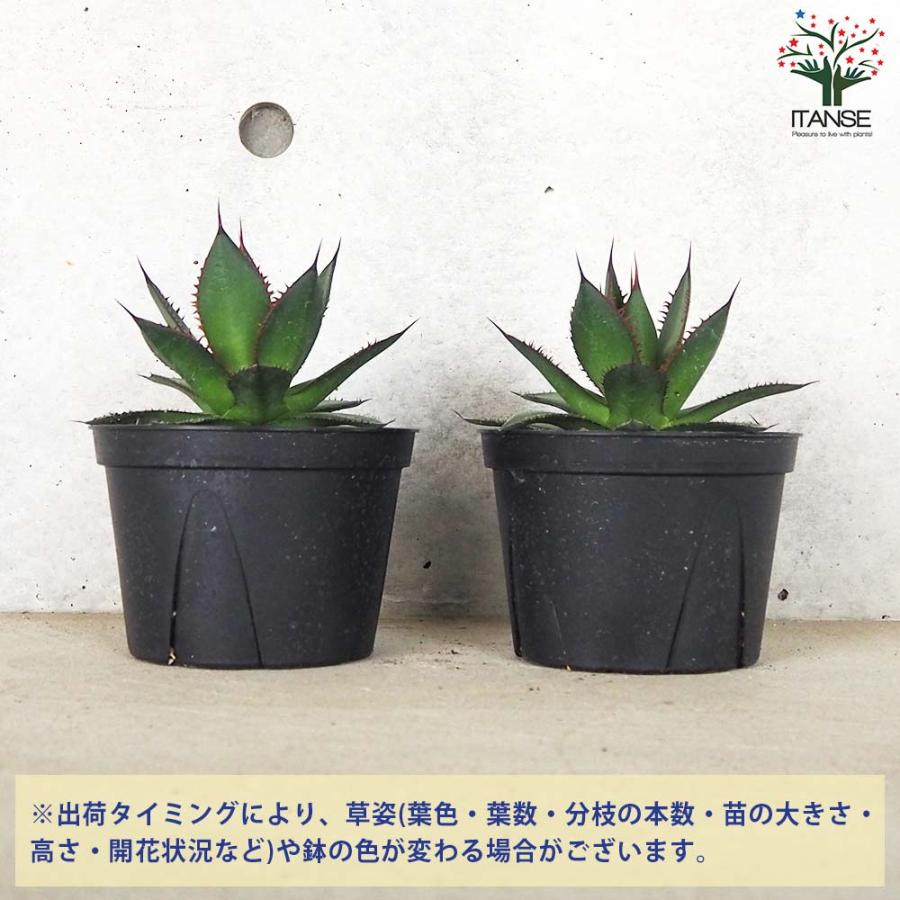 アガベ ホリダ【多肉植物 5号鉢／1個売り】 : shopooo by GMO - 通販