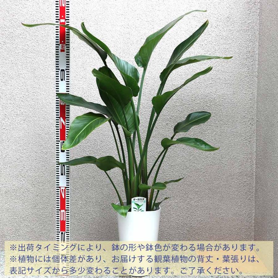 ストレリチア・オーガスタ【大型 観葉植物 8号鉢／Lサイズ1個
